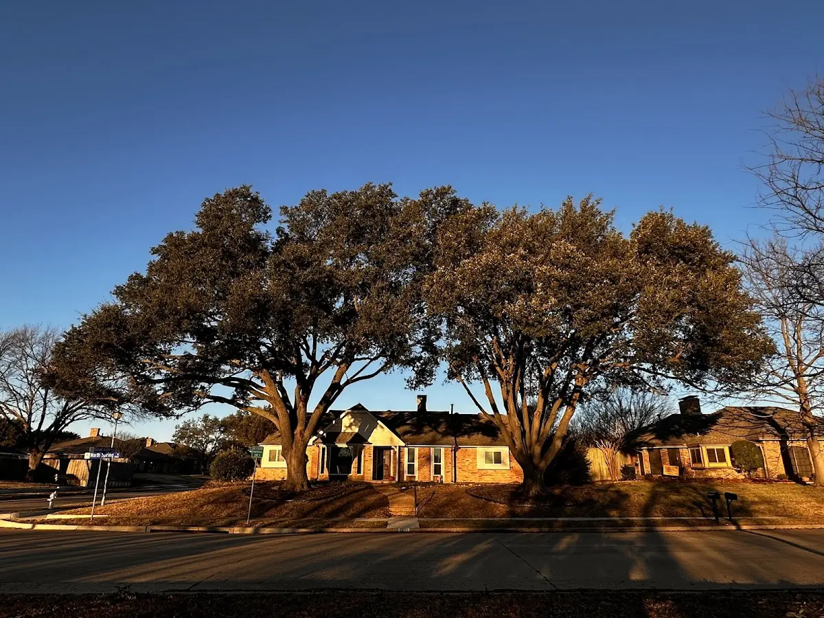 Established residential canopy tree shading a home in Wheatley